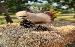 Pomerania perros en venta: Pomerania listo para conocer a su nueva familia.  - Imagen 12