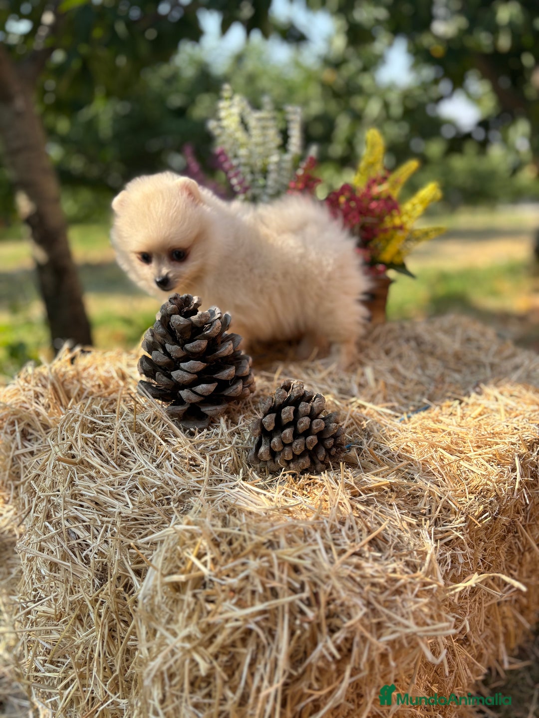 Pomerania perros en venta: Pomerania listo para conocer a su nueva familia.  - Imagen 12