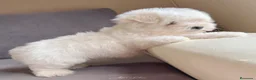 Bichón Maltés perros en venta: Bichon maltés toy  - Anuncio 1