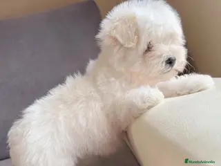 Bichón Maltés perros Bichon maltés toy - Anuncio 1
