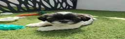 Shih Tzu perros en venta: shih tzu - Anuncio 5
