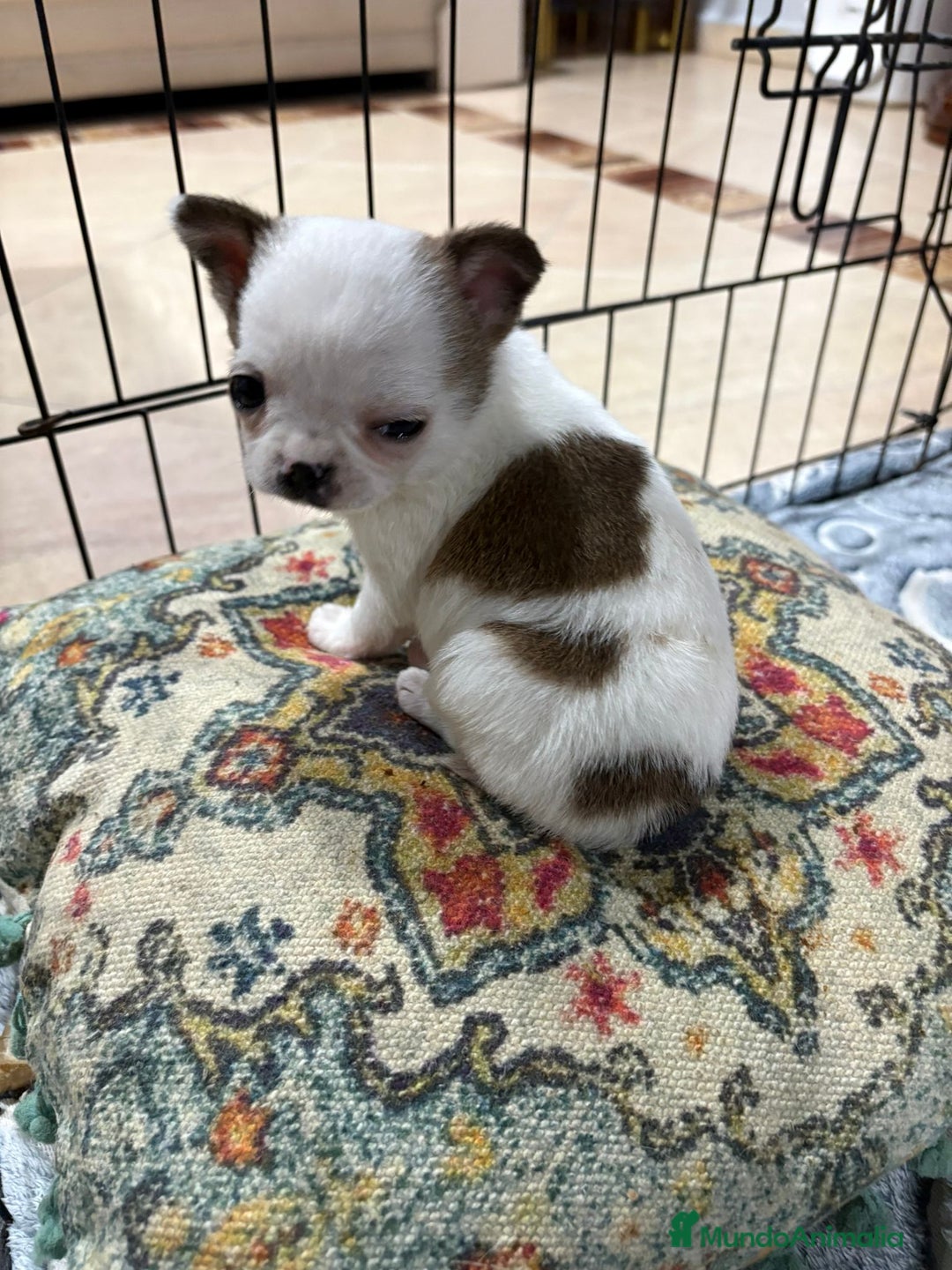 Chihuahua perros en venta: Chihuahua mini toy tricolor  - Anuncio 15