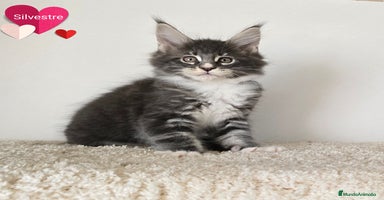 Maine Coon gatos - Propaganda 13