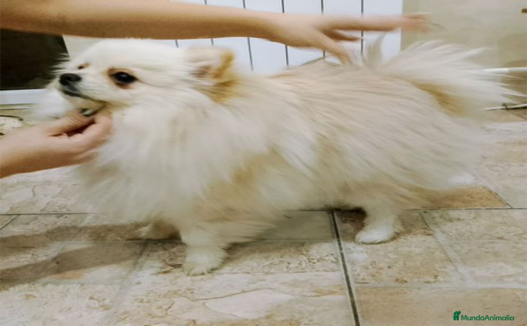 Pomerania perros en Murcia - Anuncio 1