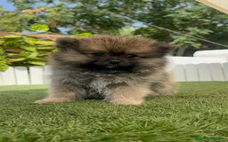 Pomerania perros en venta: POMERANIA MACHO - Imagen 5
