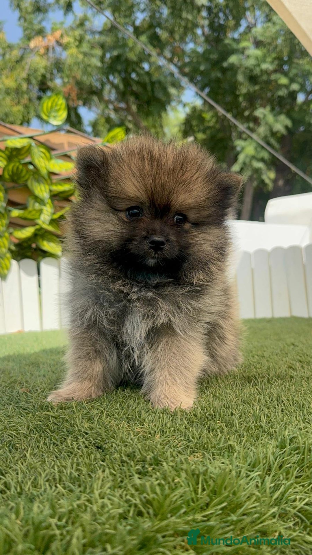 Pomerania perros en venta: POMERANIA MACHO - Imagen 5