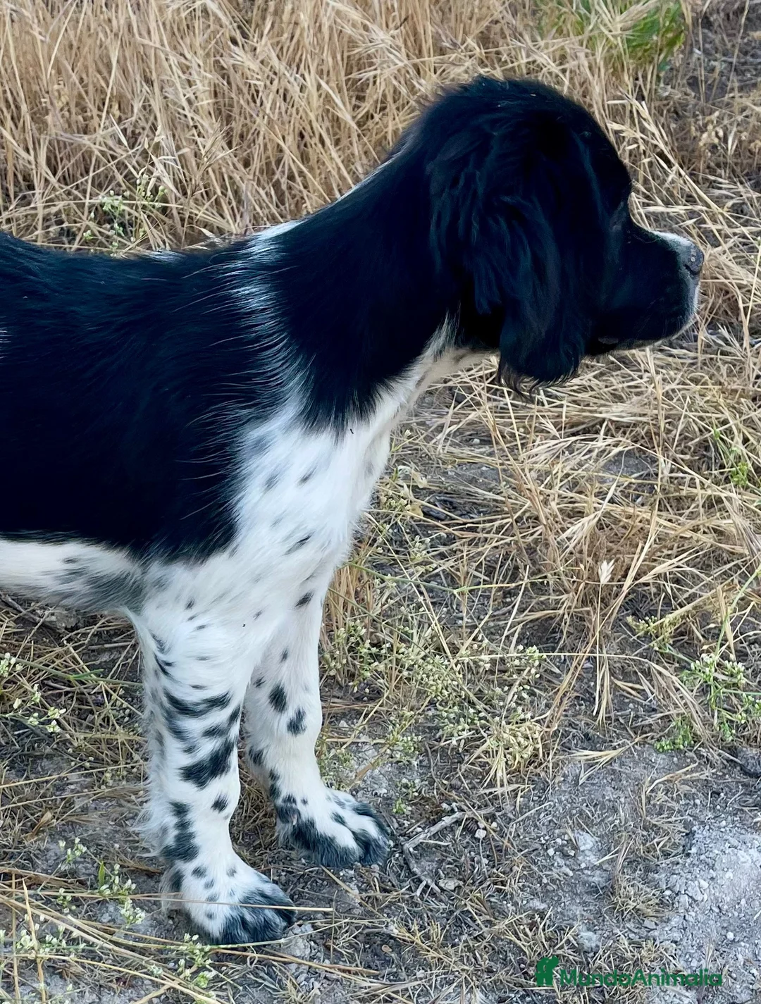 Épagneul Breton perros en venta: Epagneul bretón  - Anuncio 2