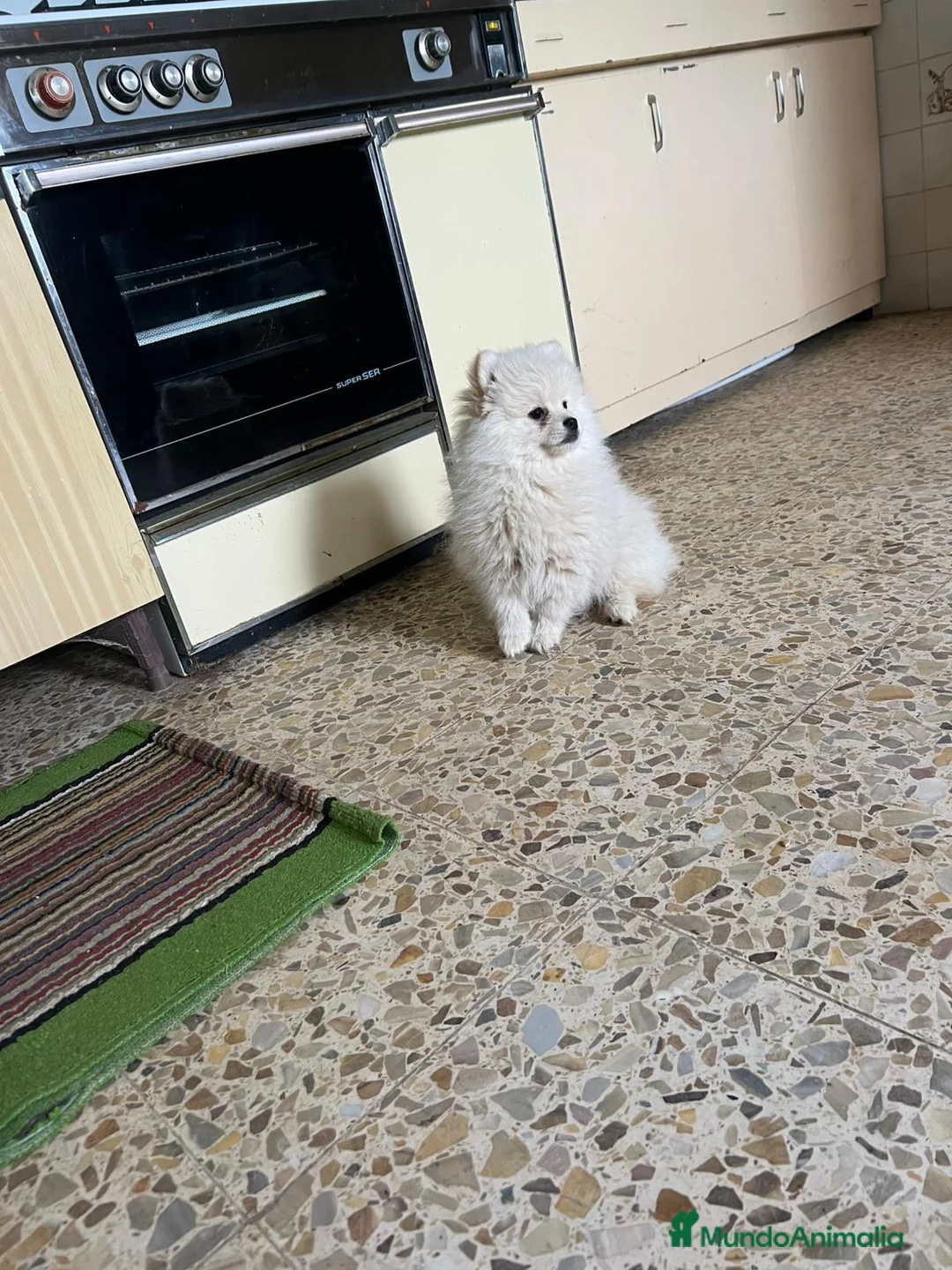 Pomerania perros en venta: Pomerania crema - Anuncio 4