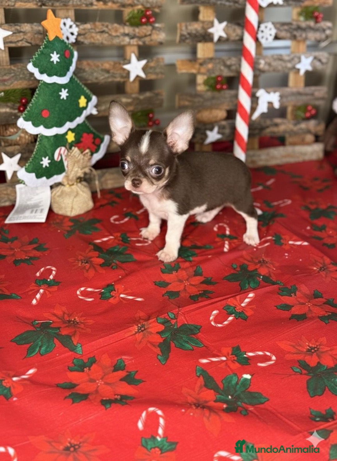 Chihuahua perros en venta: Chihuahuas toy - Anuncio 1