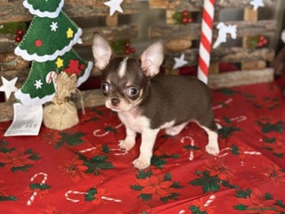 Chihuahua perros Chihuahuas toy - Anuncio 1