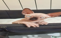 Sphynx gatos en venta: Precioso machito ojos claros  - Imagen 3