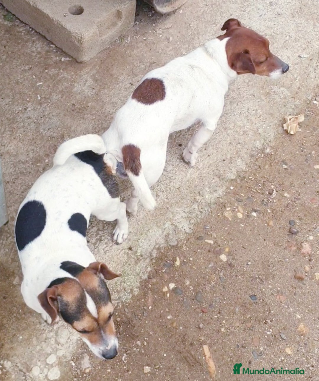Jack Russell Terrier perros en venta: Jack Russell # pata corta - pelo fino# - Anuncio 1