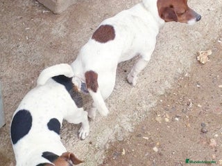 Jack Russell Terrier perros Jack Russell # pata corta - pelo fino# - Anuncio 1