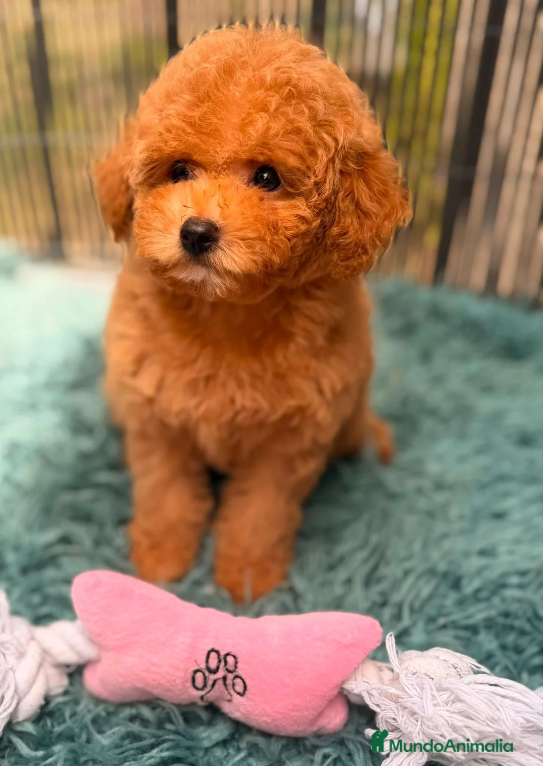 Caniche Toy perros en venta: CANICHE TOY  - Anuncio 1