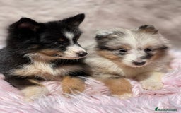 Perro Pastor de las Shetland perros en venta: Shetland - Imagen 2