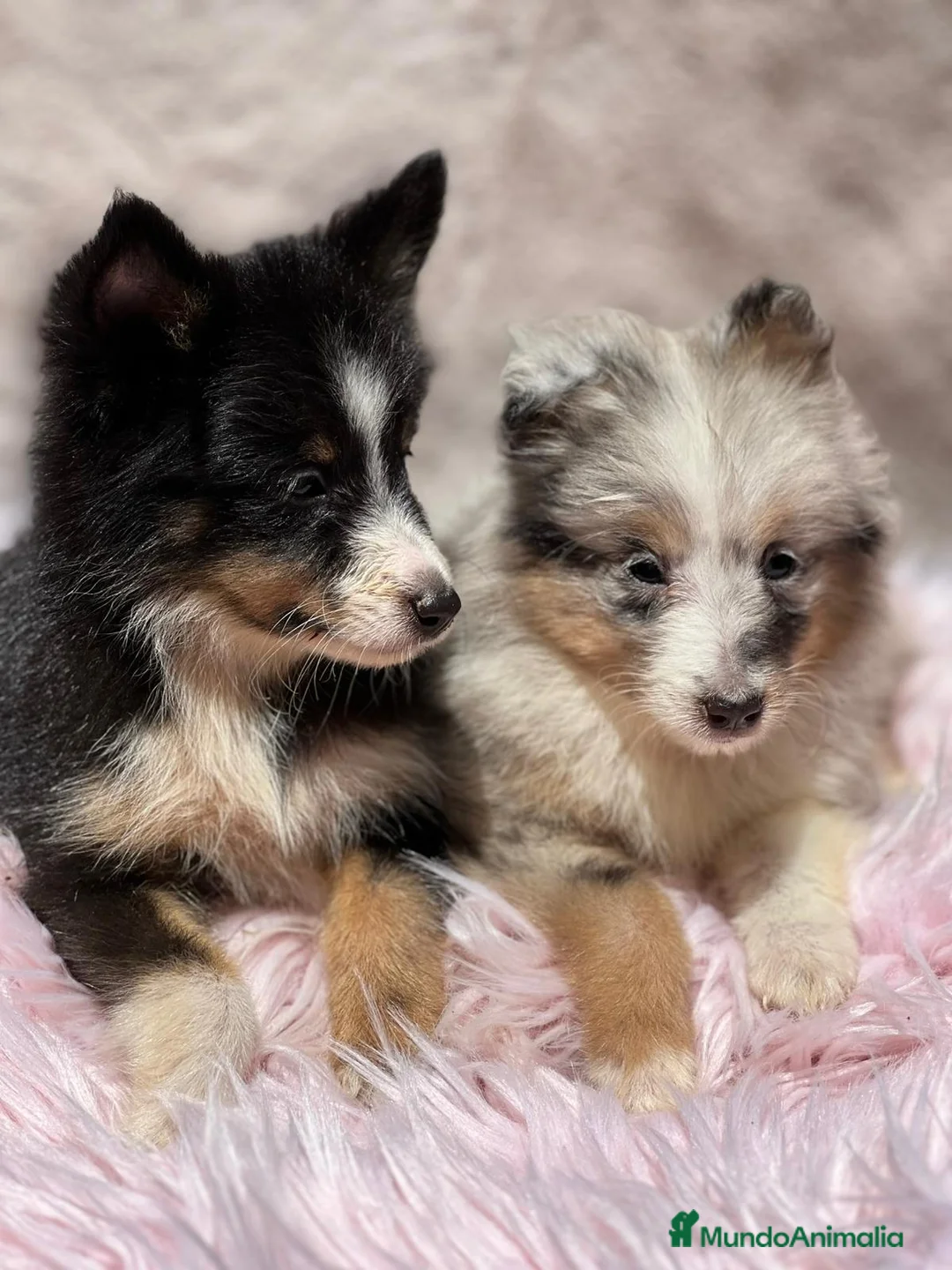 Perro Pastor de las Shetland perros en venta: Shetland - Anuncio 2