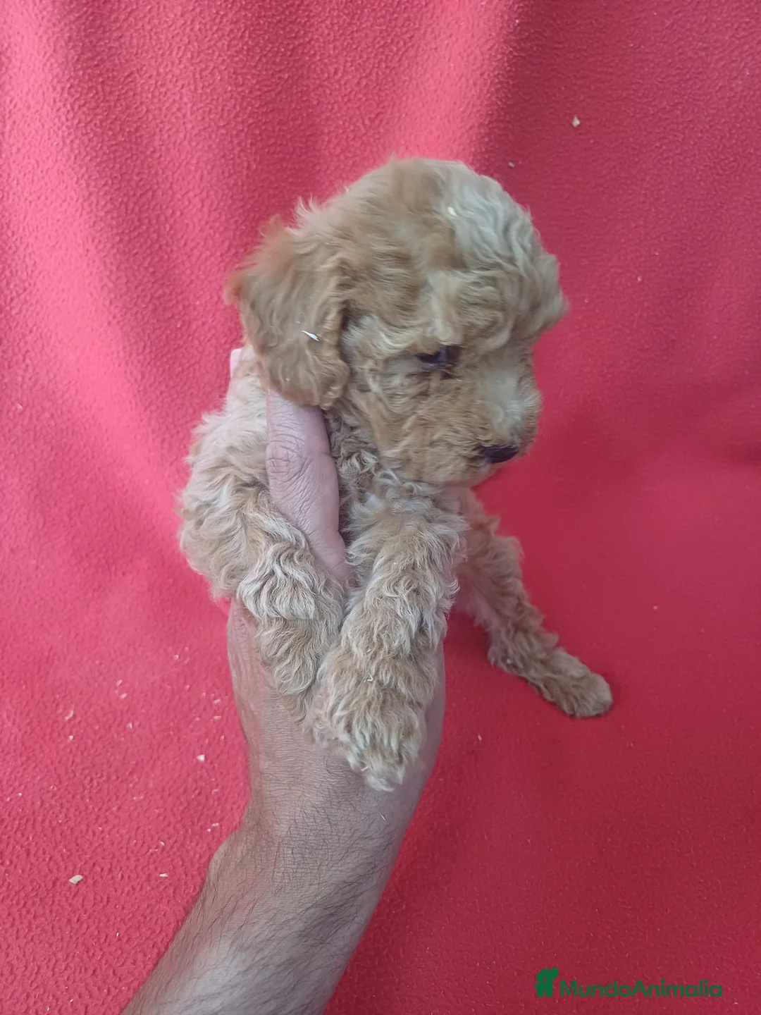 Maltipoo perros en venta: Maltipoo  - Anuncio 2