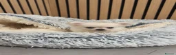Chihuahua perros en venta: Chihuahua Toy Blanco Perla pelo largo  - Anuncio 11