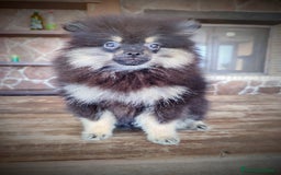 Pomerania perros en venta: Lulú de pomerania machito - Imagen 1