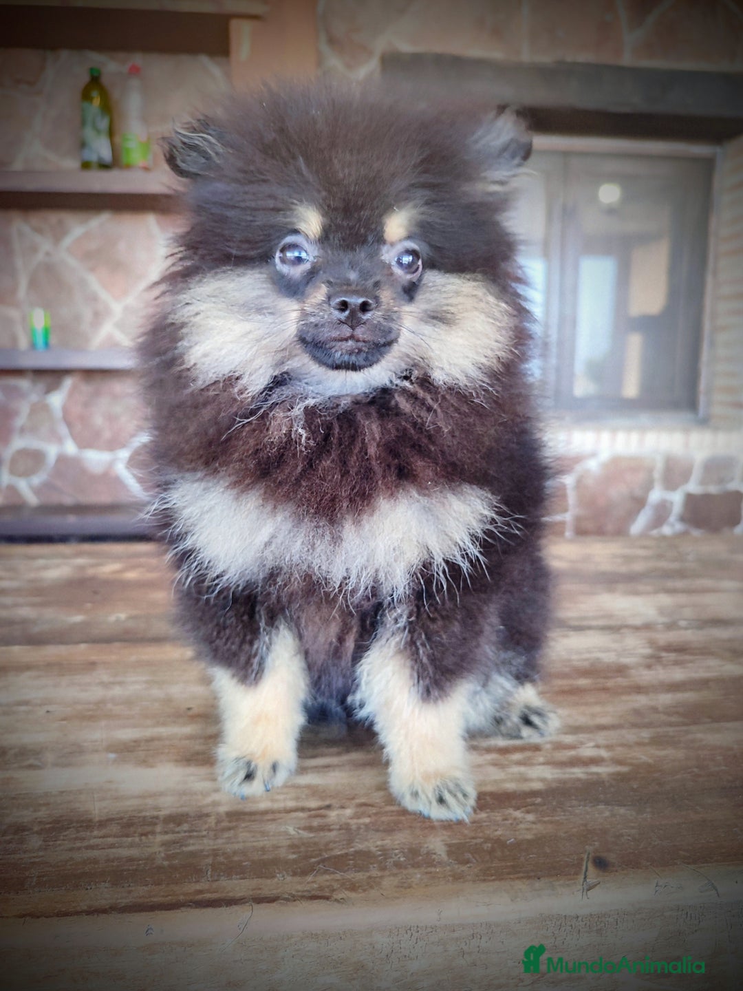 Pomerania perros en venta: Lulú de pomerania machito - Imagen 1