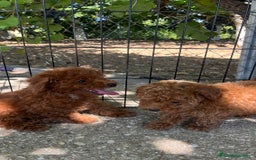 Caniche Toy perros en venta: Caniche toy  - Imagen 7