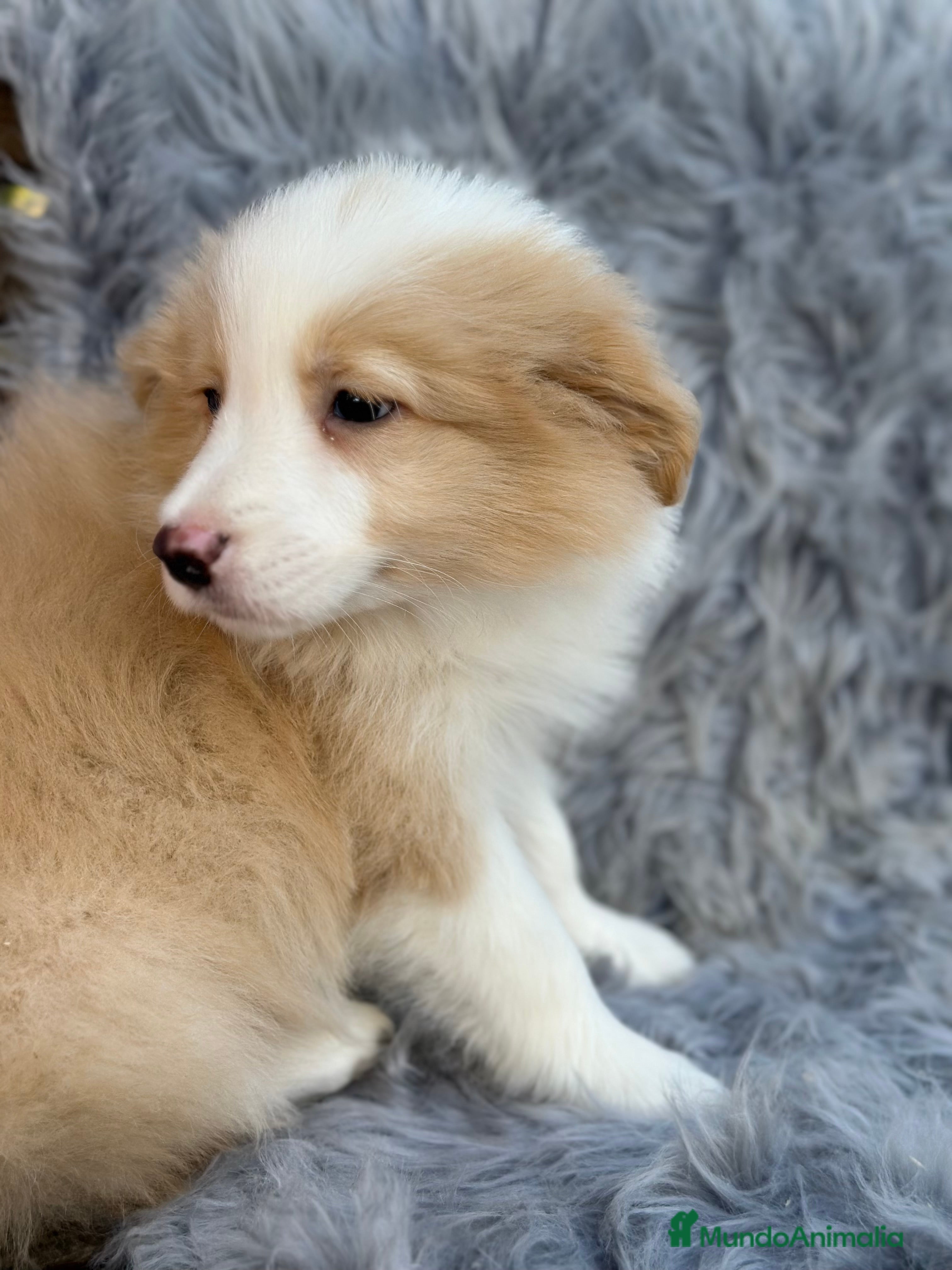 Border Collie perros BORDER COLLIE ROJOS DISPONIBLES - Anuncio 2