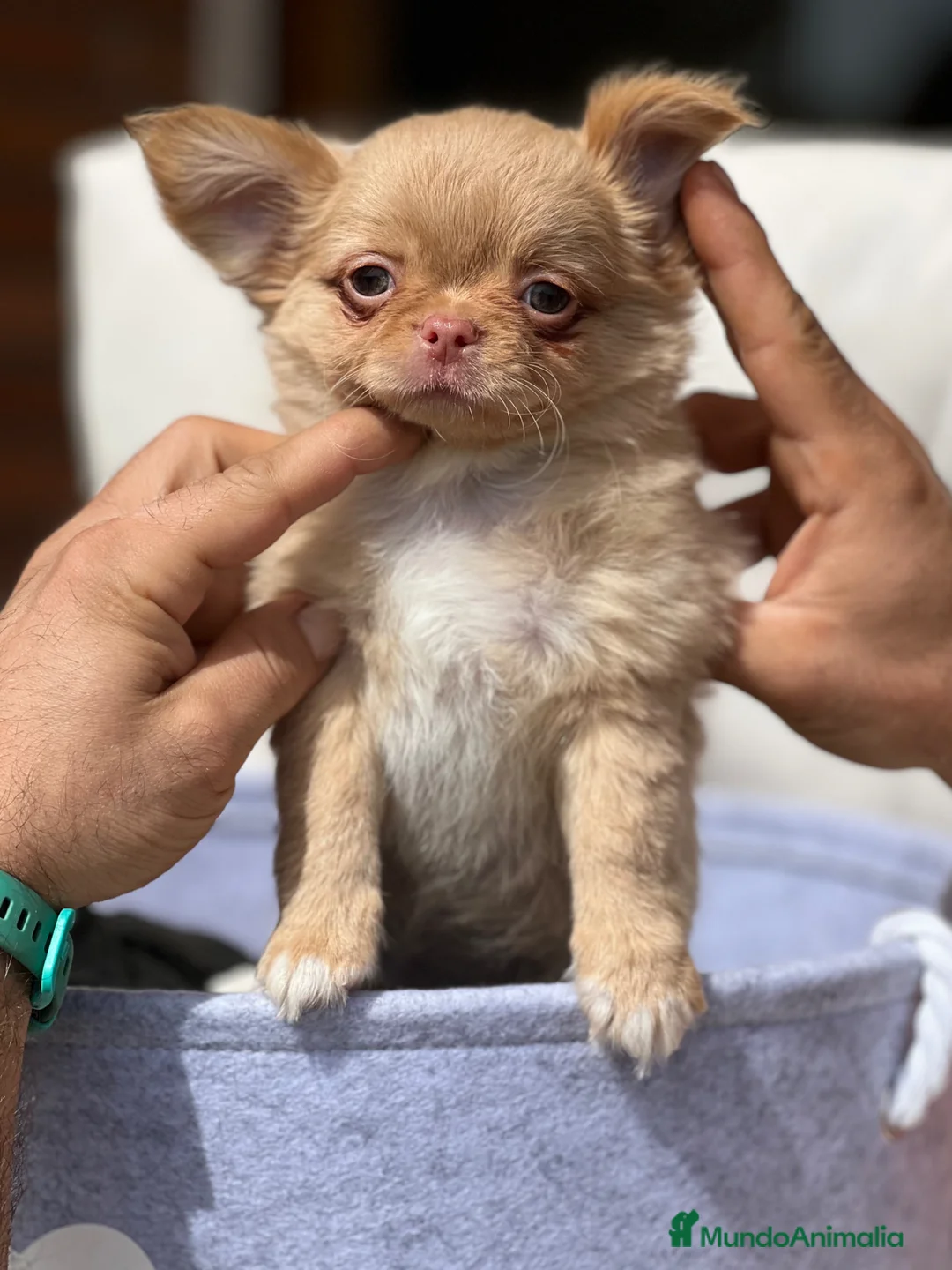 Chihuahua perros en venta: CHIHUAHUA PELO LARGO COLOR GOLD - Anuncio 6