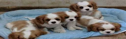 Cavalier King Charles Spaniel perros en venta: cavalier  - Anuncio 2