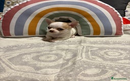 Chihuahua perros en venta: Exclusivos chihuahuas rusos - Imagen 12