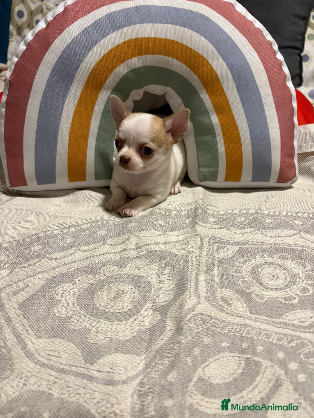 Chihuahua perros en venta: Exclusivos chihuahuas rusos - Imagen 12