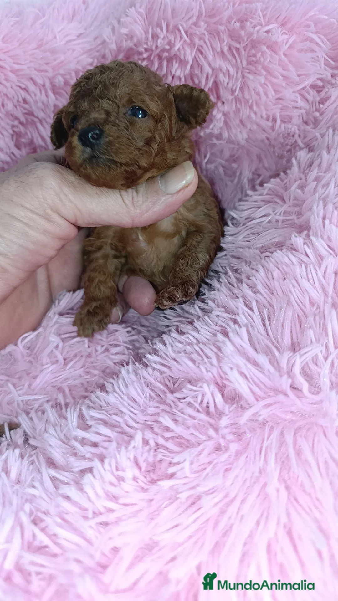 Caniche Toy perros en venta: Caniche Toy  - Anuncio 3