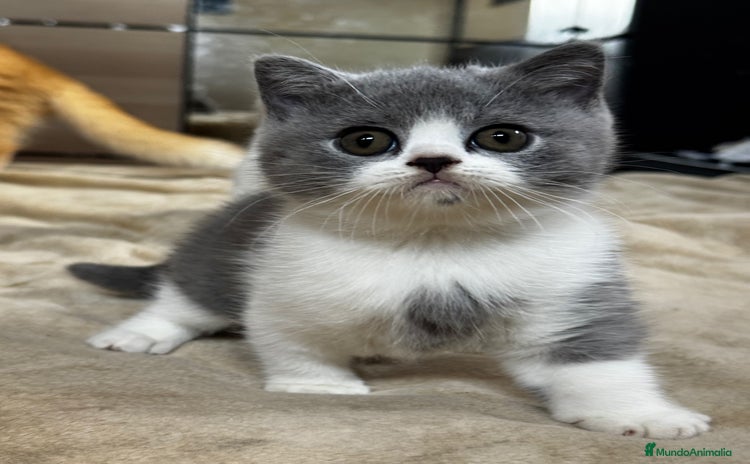 Británico de Pelo Corto gatos - Anuncio 15