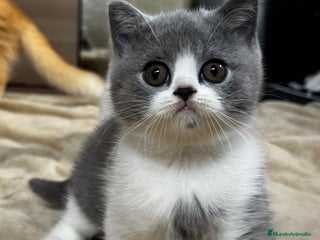 Británico de Pelo Corto gatos - Anuncio 18
