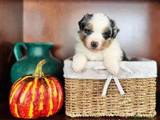 Pastor Miniatura Americano perros Pastor Miniatura Americano - Anuncio 2