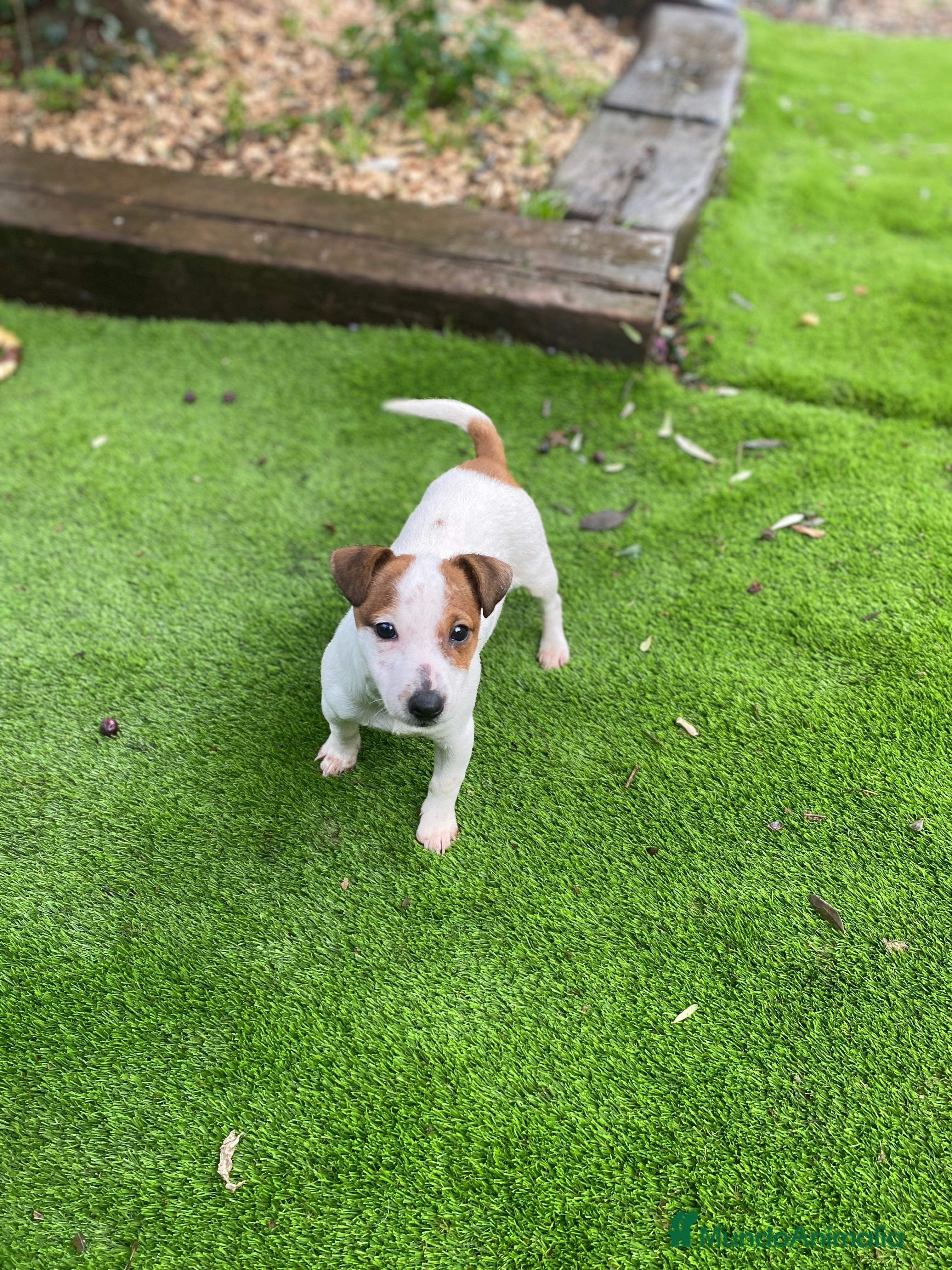 Jack Russell Terrier perros Cachorritos Jack Russell - Anuncio 1