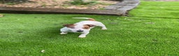 Jack Russell Terrier perros en venta: Cachorritos Jack Russell - Anuncio 1