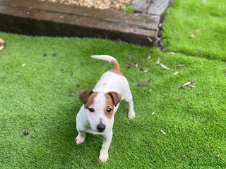Jack Russell Terrier perros Cachorritos Jack Russell - Anuncio 1