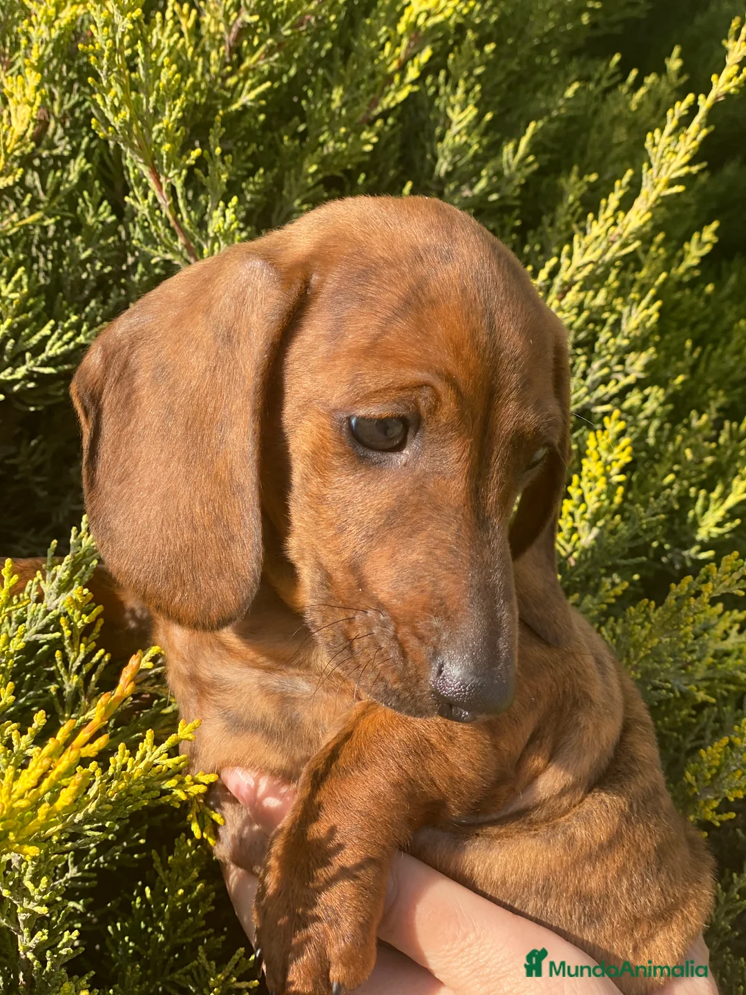 Imagen de galería {{count}}