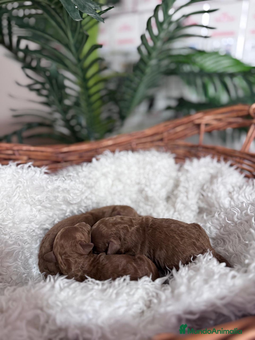 Caniche Toy perros en venta: CANICHE ROJO - Anuncio 9