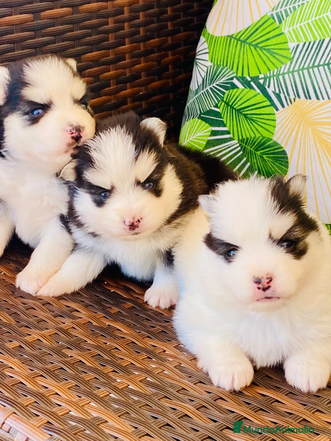 Pomsky perros en venta: Pomsky. Husky miniatura - Anuncio 2
