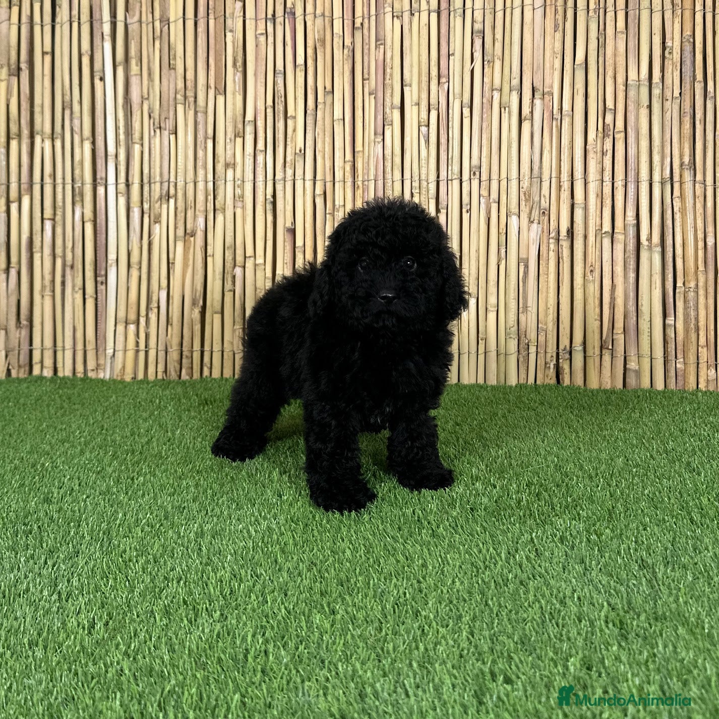 Caniche Toy perros CANICHE TOY - Anuncio 3