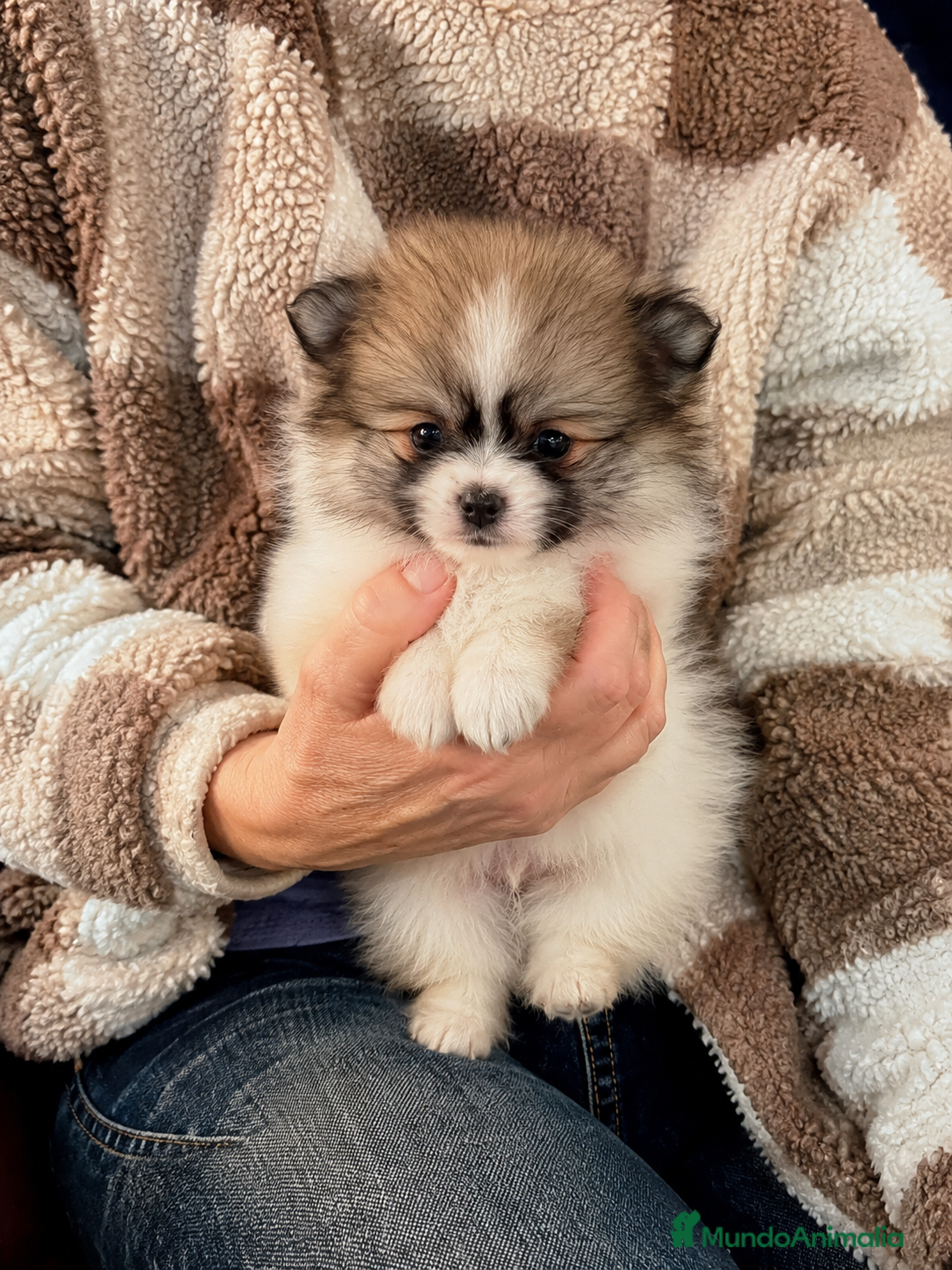 Pomerania perros Pomerania mini hembra 500 gramos súper pequeña - Anuncio 33
