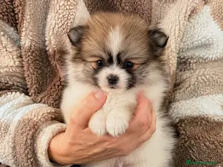 Pomerania perros Pomerania mini toy 500gram - Anuncio 24