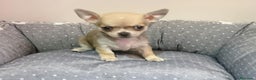 Chihuahua perros en venta: Chihuahuas cachorros en Barcelona - Anuncio 1