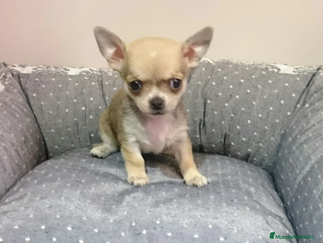 Chihuahua perros en venta: Chihuahuas cachorros en Barcelona - Anuncio 1