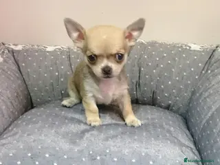 Chihuahua perros Chihuahuas cachorros en Barcelona - Anuncio 1