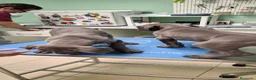 Dogo Alemán perros en venta: Cachorros azules Gran Danés - Anuncio 14