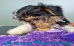 Biewer Yorkshire Terrier a la Pom Pon perros en venta: Yorkshire Biewer Macho CJMM 1762 AQUANATURA - Imagen 4