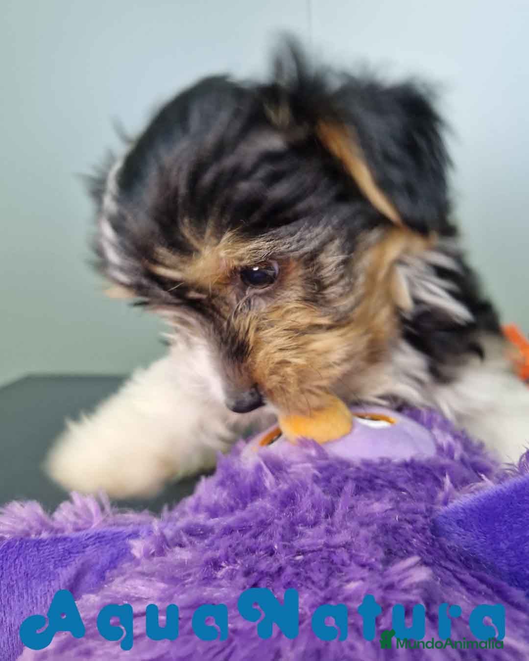 Biewer Yorkshire Terrier a la Pom Pon perros en venta: Yorkshire Biewer Macho CJMM 1762 AQUANATURA - Imagen 4
