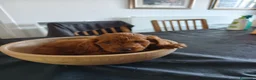 Cockapoo perros en venta: Cockapoo hembra roja - Anuncio 6